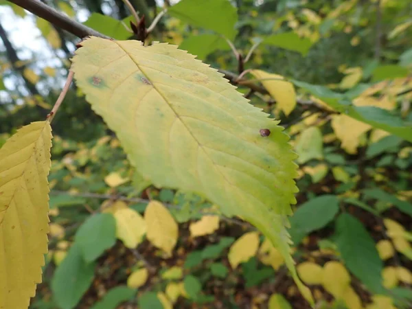 Сезонный Цвет Осенние Листья Дерева — стоковое фото