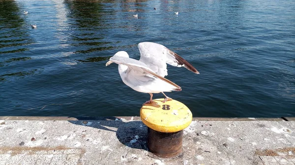 Ein Einzelner Möwe Sitzt Dicht Der Wasseroberfläche — Stockfoto