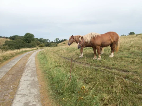 Dois Cavalos Marrons Uma Área Cercada Prado — Fotografia de Stock