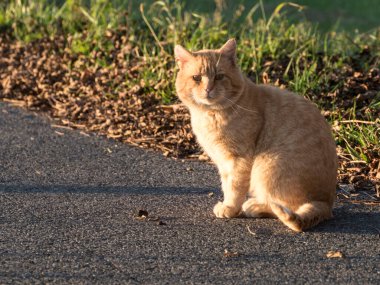 Utangaç ve meraklı bir kedi yavrusu