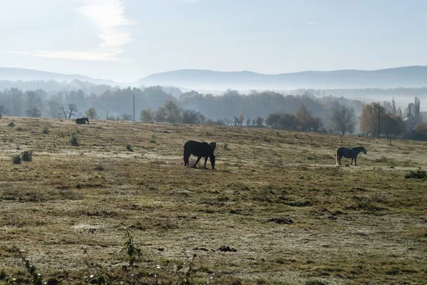 Chevaux Gratuits Dans Une Cour Ferme Prairie Verte — Photo