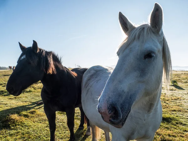 free horses in a farm yard green meadow