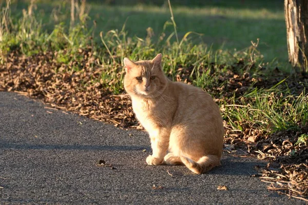 路上で恥ずかしがり屋で好奇心旺盛な子猫が — ストック写真