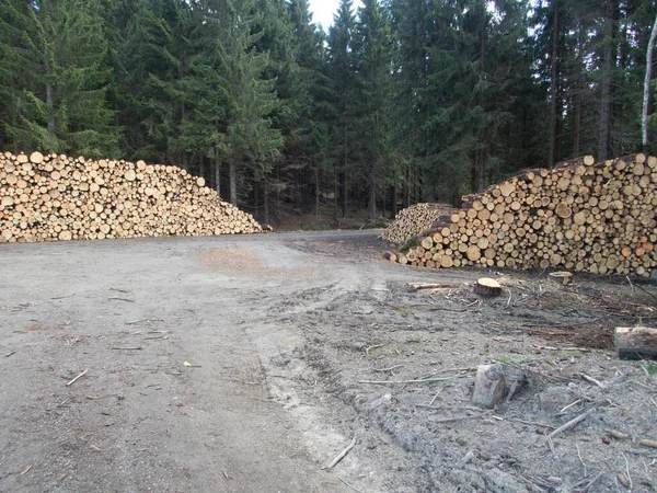 Una Enorme Pila Madera Cosechada Bosque — Foto de Stock