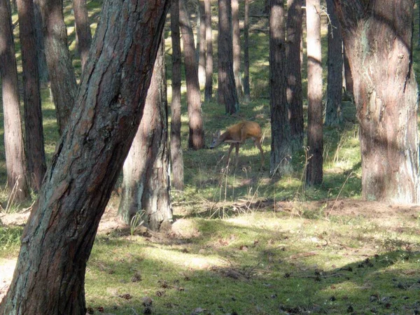 Egyetlen Félénk Szarvas Erdőben — Stock Fotó