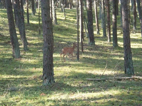 Solo Ciervo Tímido Bosque — Foto de Stock