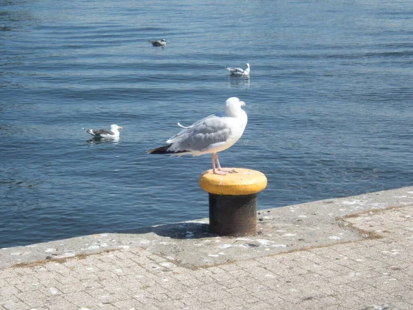 Single One Saegull Sitting Close Seto Watter — стоковое фото