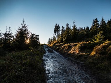 Sonbahar sisi ve güneşinde derin bir orman.