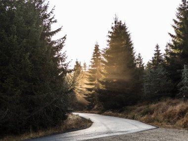 Sonbahar sisi ve güneşinde derin bir orman.