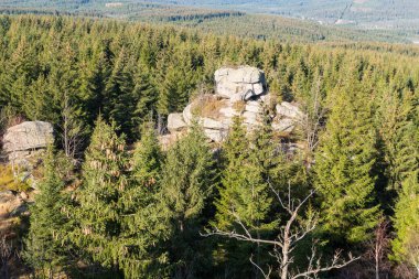 Sonbahar sisi ve güneşinde derin bir orman.