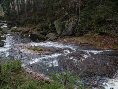 Sonbaharda ormanın derinliklerinde vahşi bir dere.