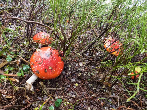 深秋森林里的蘑菇的细节 — 图库照片