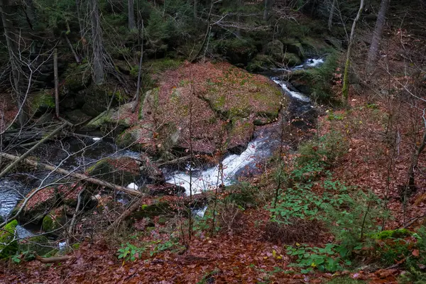 Ένα Άγριο Ρυάκι Στο Βαθύ Δάσος Φθινόπωρο — Φωτογραφία Αρχείου