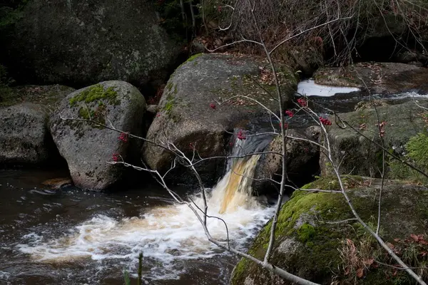 Ruisseau Sauvage Dans Forêt Profonde Automne — Photo