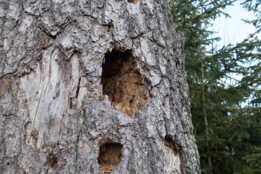 Ağaç gövdesindeki bir deliğin ayrıntıları
