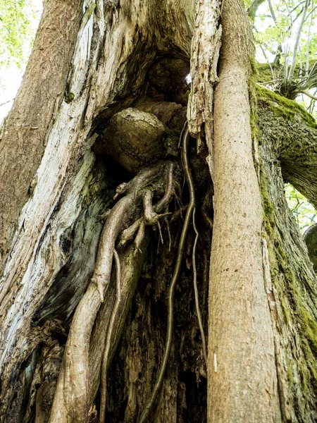 Détail Trou Dans Tronc Arbre Bois — Photo