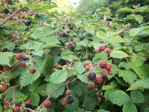 detail of blackberry bush wirh ripe blackberries