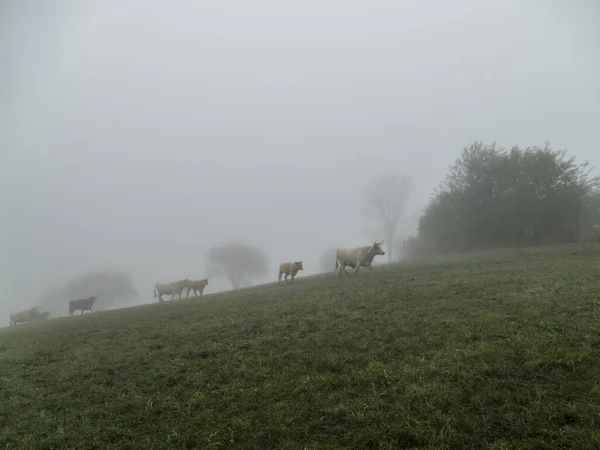 Troupeau Vaches Sur Une Prairie Dans Brouillard — Photo