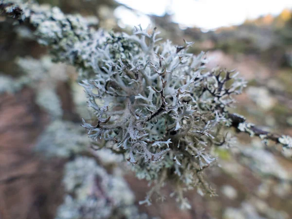 Détail Étroit Lichen Sur Une Branche Arbre — Photo