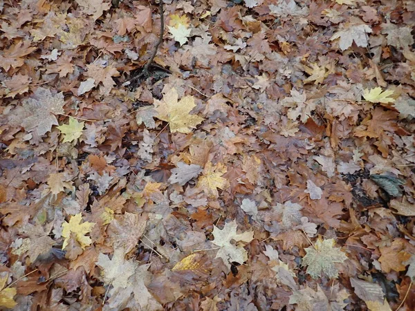 秋に落ちた茶色い葉が地面の質感に — ストック写真