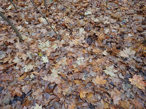 Осенью Опавшие Коричневые Листья Поверхности Земли — стоковое фото