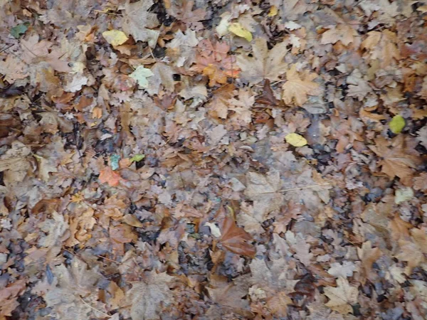 Осіннє Опале Коричневе Листя Текстурі Землі — стокове фото