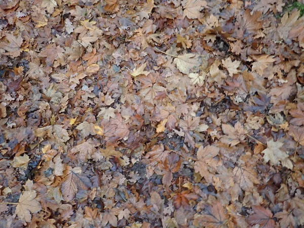 Outono Caído Folhas Castanhas Textura Solo — Fotografia de Stock