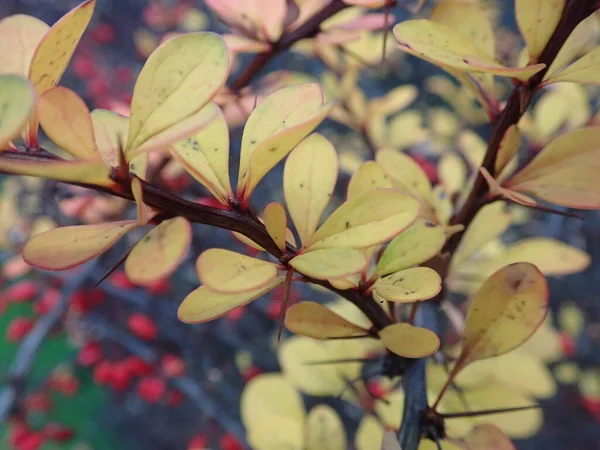 Close Detail Red Berry Branch Autumn — Stock Photo, Image