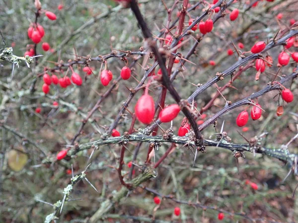 秋に赤いベリーの枝の詳細が — ストック写真