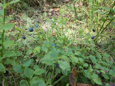 Doğada yaban mersini topluyorum.