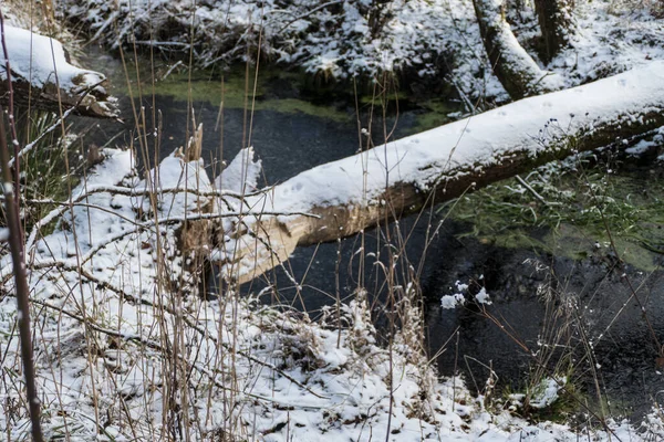 Zapora Bobra Zamarzniętej Łące Zalana — Zdjęcie stockowe