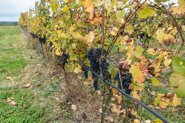 Weingüter Der Region Znojmo Südmähren Tschechien — Stockfoto