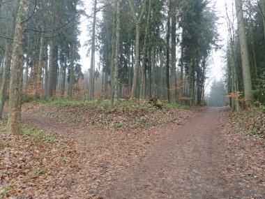 Doğadaki parktaki melankolik sonbahar.