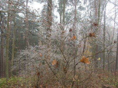 Doğadaki parktaki melankolik sonbahar.
