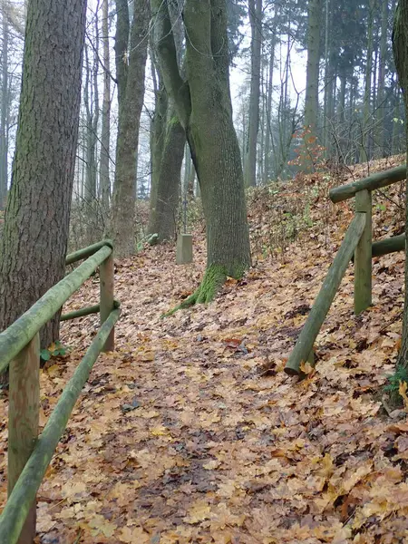 Melancholischer Herbst Park Der Natur — Stockfoto