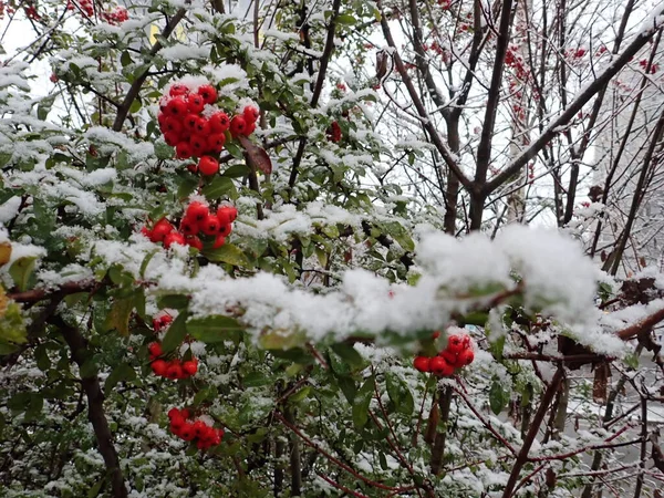 木の枝の雪片の詳細 — ストック写真