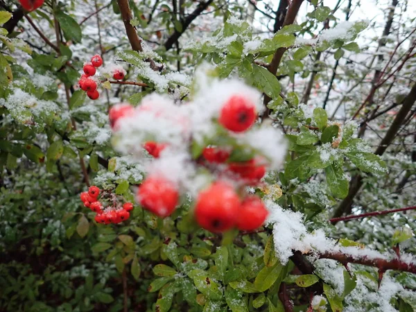 Dettaglio Fiocchi Neve Ramo Albero — Foto Stock