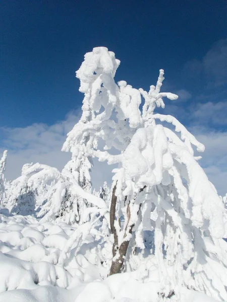 チェコの美しい冬の天気 Krkonose Mountain Europe — ストック写真