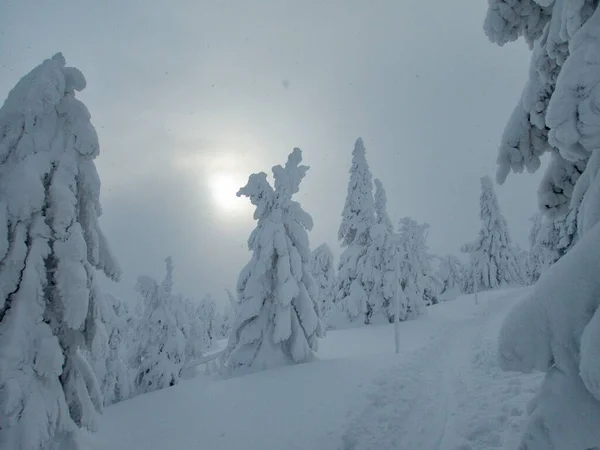 Incrível Belo Inverno Nevado Montanhas Krkonose Czechia — Fotografia de Stock
