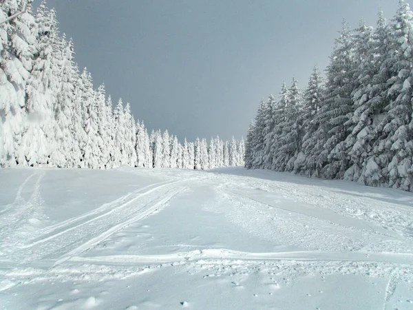 Καταπληκτικό Όμορφο Χιονισμένο Χειμώνα Krkonose Βουνά Στην Τσεχία — Φωτογραφία Αρχείου