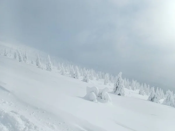 Incrível Belo Inverno Nevado Montanhas Krkonose Czechia — Fotografia de Stock