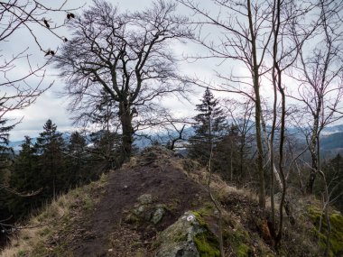 Kışın sonunda Çekler 'in kuzey dağlarında boynuzlu luzicke.