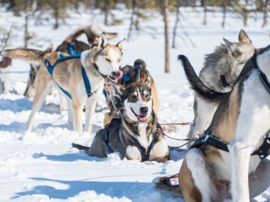 Güzel beyaz kar kızağı köpeği kışın