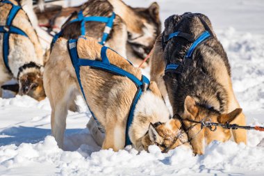 Güzel beyaz kar kızağı köpeği kışın