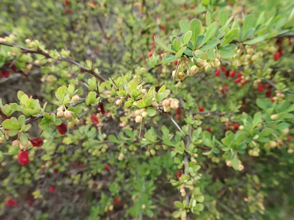 赤い果実と花のある緑の枝 — ストック写真