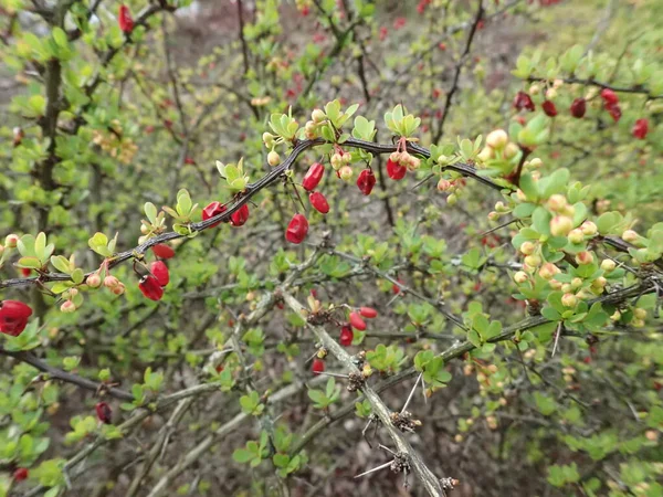 赤い果実と花のある緑の枝 — ストック写真