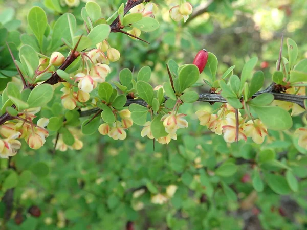 Detail Des Grünen Zweiges Mit Roten Beeren Und Blume — Stockfoto