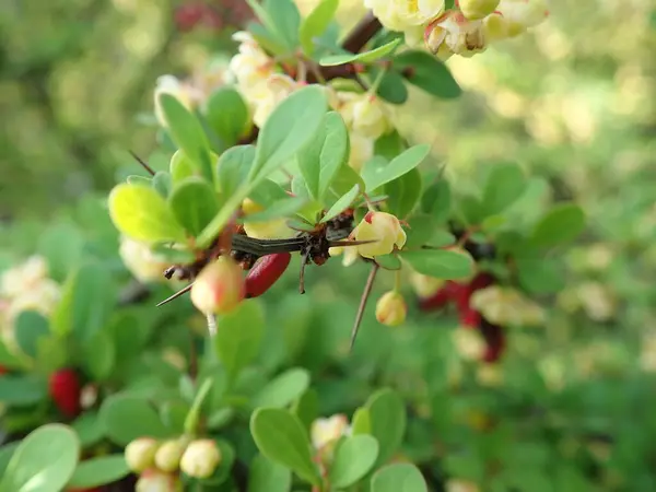 Detail Des Grünen Zweiges Mit Roten Beeren Und Blume — Stockfoto