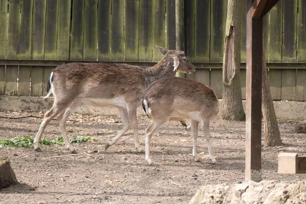 Paar Kleine Hertjes Een Dierentuin Natuur — Stockfoto