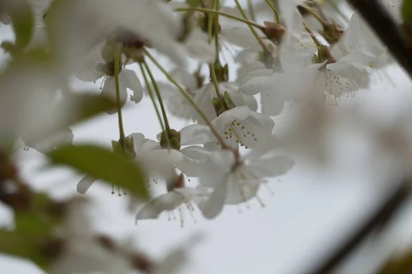 美しい脆い桜の木の詳細 — ストック写真